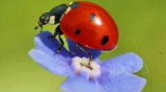 Ladybug дома